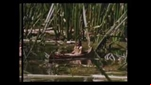 Paddle
